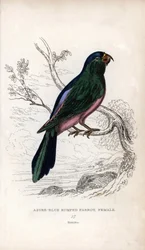 Perruche de Müller, Tanygnathus sumatranus. Psittacus cyanopygius (femelle). Lithographie de Joseph Kidd, basée sur un dessin de John Audubon, dans Miscellany of Natural History: Parrots, Sir Thomas DiK Lauder et Captain Thomas Brown, publié à Édimbourg