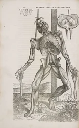 Muscles Vue de face des muscles profonds du corps humain masculin