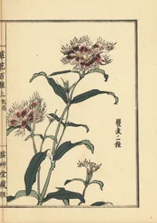 Nadeshiko ou œillet frangé, Dianthus monspessulanus. De Kusa Bana Hyakushu (Cent Variétés de Fleurs), Tokyo, Yamada