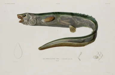 Natacanthus nasus, Islande, début du 19ème siècle