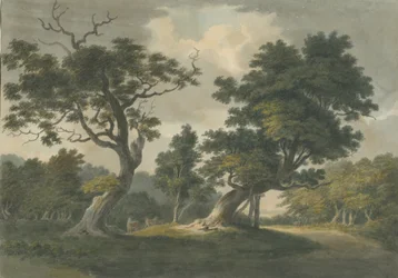 Forêt de Needwood : aquarelle, nd [début du 19e siècle]