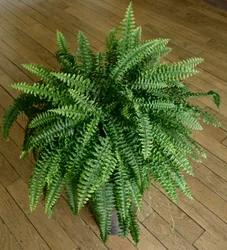 Nephrolepis exaltata, fougère dans une maison