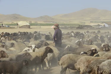 Tentes Nomades entre Tamar et Ashkhaneh, Iran 2022