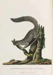Écureuil volant de l