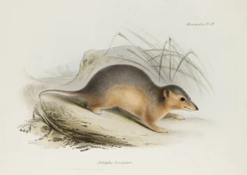 Opossum, vers 1832-1836