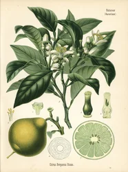 Bergamote orange, Citrus bergamia. Chromolithographie d