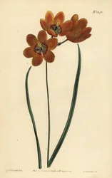 Ixia monadelpha orange