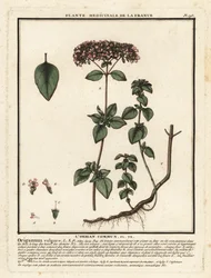 Origan ou marjolaine sauvage, Origanum vulgare