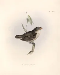 Ornithologie : « Camarhynchus psittaculus ou Geospize psittacin » Description d
