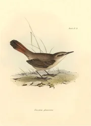 Ornithologie : "Eremobius phoenicurus" décrit par Charles Darwin lors de son expédition à bord du Beagle. Planche de "The zoology of the voyage of H.M.S. Beagle. Flight. III, Birds described by John Gould"