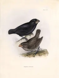 Ornithologie : « Geospiza strenua ou geospize » Description d