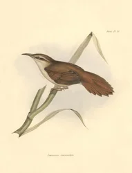 Ornithologie : "Limnornis curvirostris" de la famille des furnariidés décrit par Charles Darwin lors de son expédition à bord du Beagle. Planche de "The zoology of the voyage of H.M.S. Beagle. Flight. III, Birds described by John Gould"