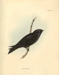 Ornithologie : "Progne modestus" de la famille des hirondelles décrit par Charles Darwin lors de son expédition à bord du Beagle. Planche de "The zoology of the voyage of H.M.S. Beagle. Flight. III, Birds described by John Gould"