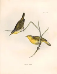 Ornithologie : "Sylvicola aureola" pinsons observés et décrits par Charles Darwin (1809-1882). Planche de "The zoology of the voyage of H.M.S. Beagle. Flight. III, Birds described by John Gould"