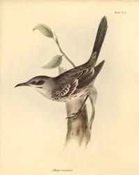 Ornithologie : Le "Mimus melanotis" de la famille des moqueurs décrit par Charles Darwin lors de son voyage d