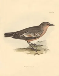 Ornithologie : Le « Taenioptera variegata » décrit par Charles Darwin lors de son voyage d