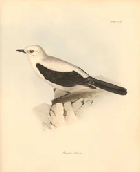 Ornithologie : Le « fluvicola azarea » ou gobe-mouche décrit par Charles Darwin lors de son voyage d