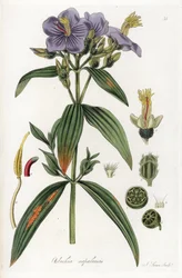 Osbeckia du Népal - Lithographie par J. Swan, d