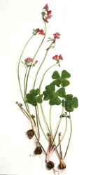 Oxalis tetraphylla/Oxalis deppei/Oxalide de Deppe