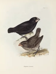 Paire de pinsons, îles Galápagos, vers 1832-1836
