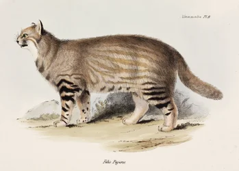 Chat des pampas, Amérique du Sud, c.1832-1836