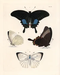 Papillon paon de Paris, Papilio paris 1,2, et migrant tacheté, Catopsilia pyranthe? 3,4. Lithographie coloriée à la main de la nouvelle édition par John O. Westwood de 