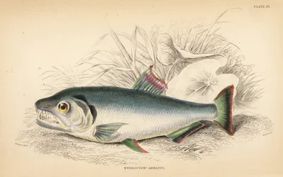 Payara, Hydrolycus armatus (Hydrocyon à dents fortes, Hydrocyon? armatus). Gravure à l