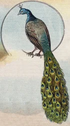 Paon. Gravure dans "Alphabet de ma petite fille". Bernardin-Bechet et Fils, libraires-éditeurs, Paris, vers 1895.