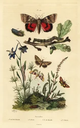 Papillon pois de senteur, Periphanes delphinii, ver de coton, Helicoverpa armigera, noctuelle jaune, Anarta myrtilli, et grande noctuelle jaune, Noctua pronuba, larve et chrysalide. Papillons noctuelles