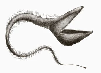 Anguille pélican ou Eurypharynx pelecanoides, un poisson des profondeurs rarement vu par les humains, de 