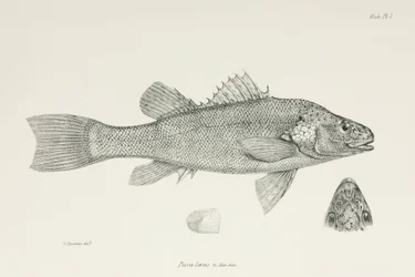 Perche, vers 1832-1836