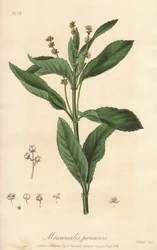 Mercuriale vivace ou chou de chien (Mercurialis perennis) - Illustration de “Botanique médicale, description des plantes médicinales de Londres, Édimbourg et Dublin” par John Stephenson et James Morss Churchill