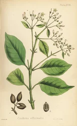 Quinquina, Cinchona officinalis. Lithographie en couleur par Henry Sowerby de Flora Homeopathica d
