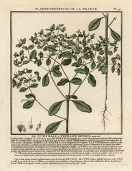 Euphorbe réveille-matin, Euphorbia peplus