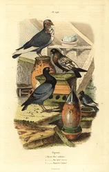 Pigeon Columba livia races: Pigeon turc ordinaire, bai doré suisse, bagadais bâtard