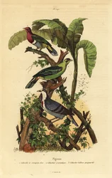 Colombe fruitée à tête rose, Ptilinopus porphyreus, pigeon vert de Buru, Treron aromaticus, et cœur saignant de Luzon, Gallicolumba luzonica