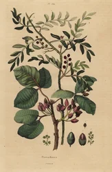 Pistachier, Pistacia vera
