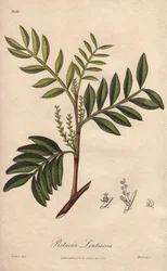 Pistachier lentisque (Pistacia lentiscus) - Illustration de “Botanique médicale, description des plantes médicinales de Londres, Édimbourg et Dublin” par John Stephenson et James Morss Churchill