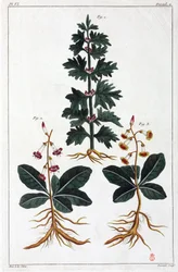 Plantes médicinales, Chine