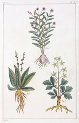 Plantes médicinales, Chine