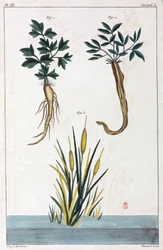 Plantes médicinales, Chine