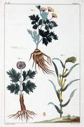 Plantes médicinales, Chine