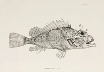 Rascasse joueuse, vers 1832-1836