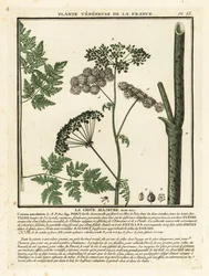 Ciguë tachetée, Conium maculatum