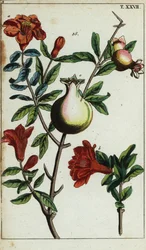 Fleurs et fruits de grenade sur une branche, Punica granatum
