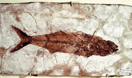 Préhistoire : fossile de poisson Sgomber Speciosus du site du Mont Bolca