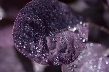 Feuilles violettes III