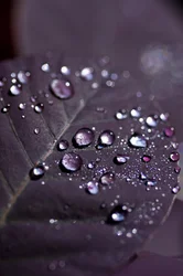 Feuilles violettes II