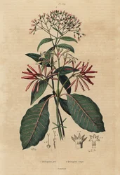 Quinine, Cinchona officinalis 1 et Ladenbergia oblongifolia, vulnérable, 2