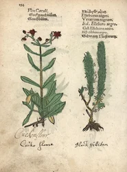 Lychnide fleur-de-coucou, Lychnis flos-cuculi, et vératre noir, Veratrum nigrum. Gravure sur bois coloriée à la main d